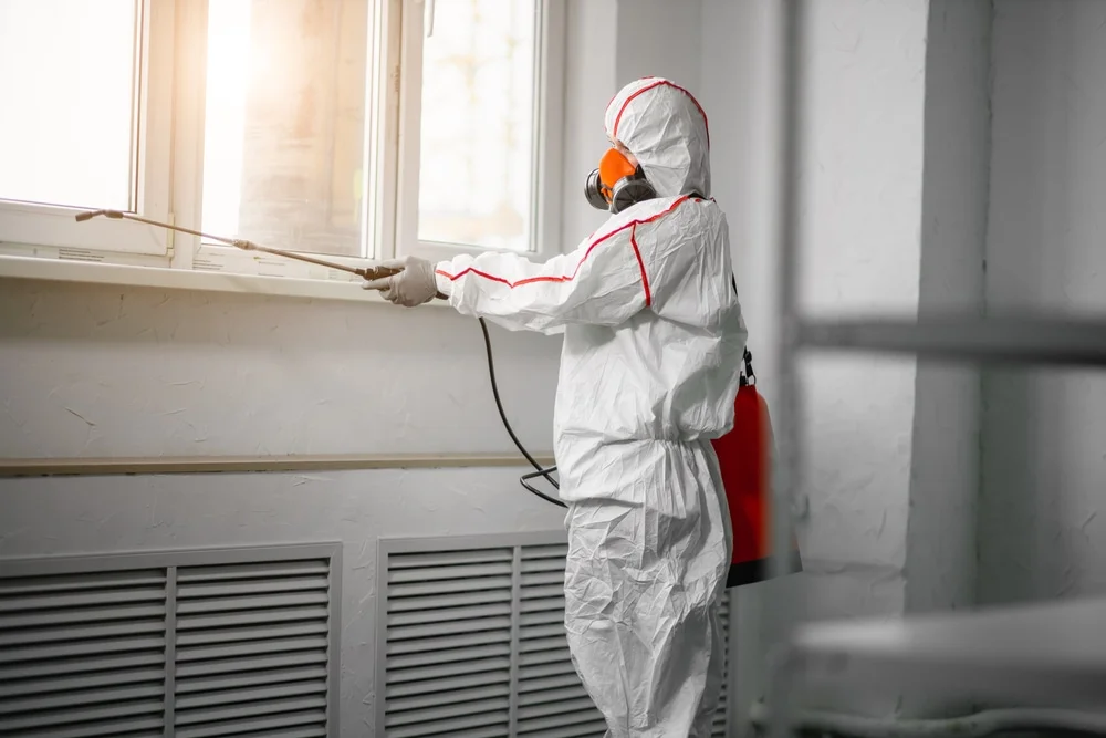 Professional mold remediation services in Yorktown, AR